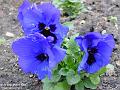 2003-0310Pansy